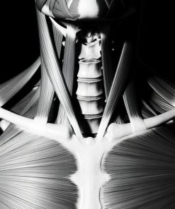 ANTERIOR CERVICAL
